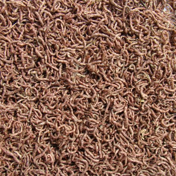 Freeze dried bloodworms