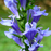 Lobelia siphilitica, H. Zell, wikicommons