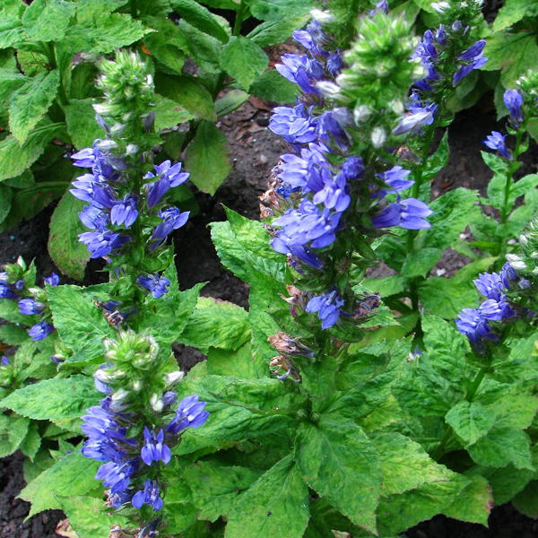 blue cardinal flower seeds Blue Cardinal Flower Seeds