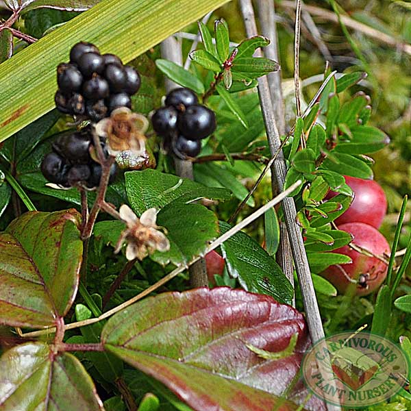 Rubus hispidus