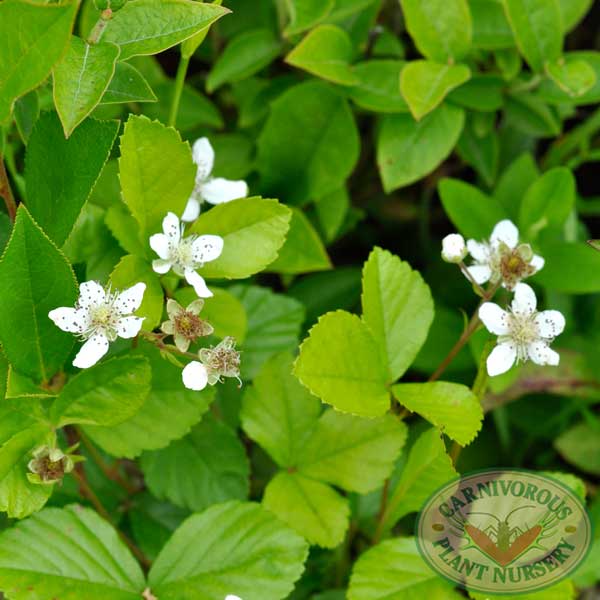 Rubus hispidus