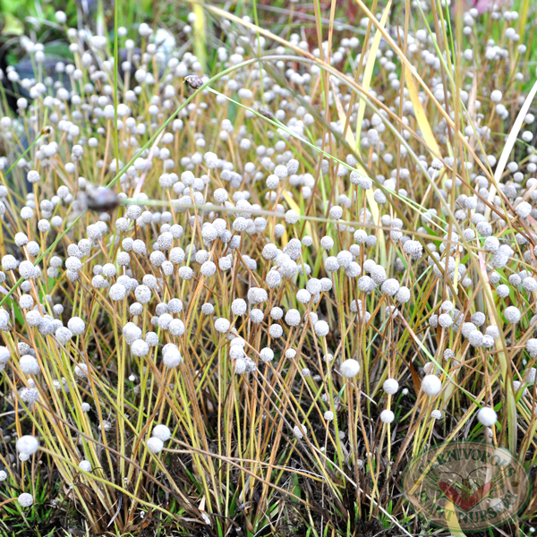 Small's Bog Button, Lachnocaulon minus