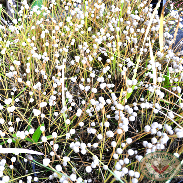 Small's Bog Button, Lachnocaulon minus