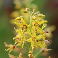 Live Organic Sphagnum Moss EXTRA LONG, Orchid Terrarium Carnivorous Plants  7-9lb
