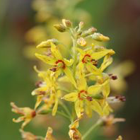 Bog Candles or Swamp Candles, Lysimachia terrestris