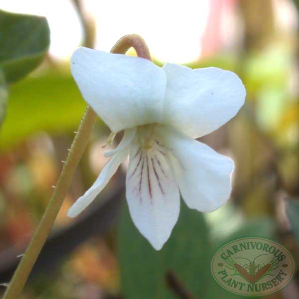 Viola lanceolata