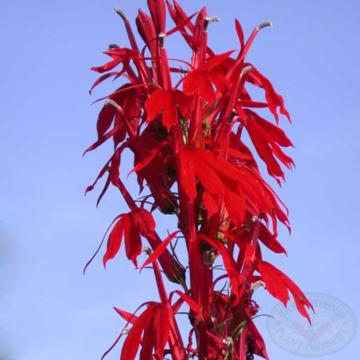 Cardinal Flower, Lobelia cardinalis