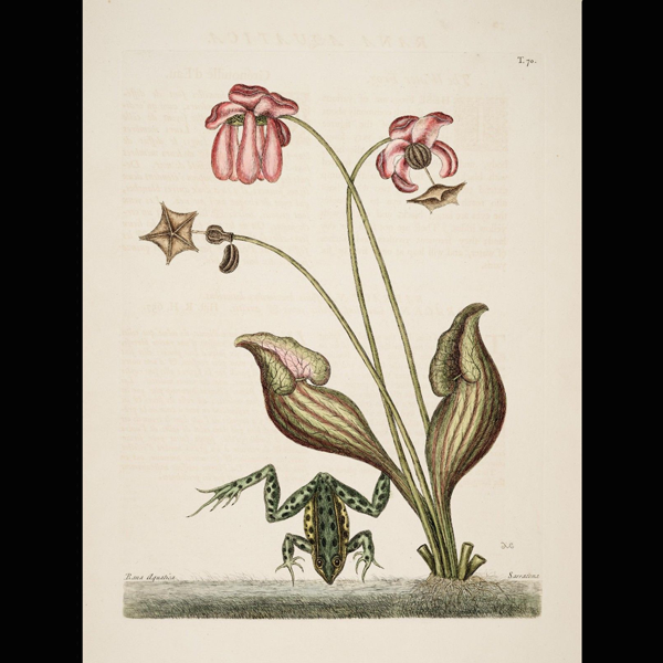 Print Sarracenia purpurea Catesby, 1743