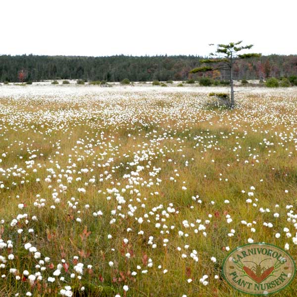 Eriophorum virginicum