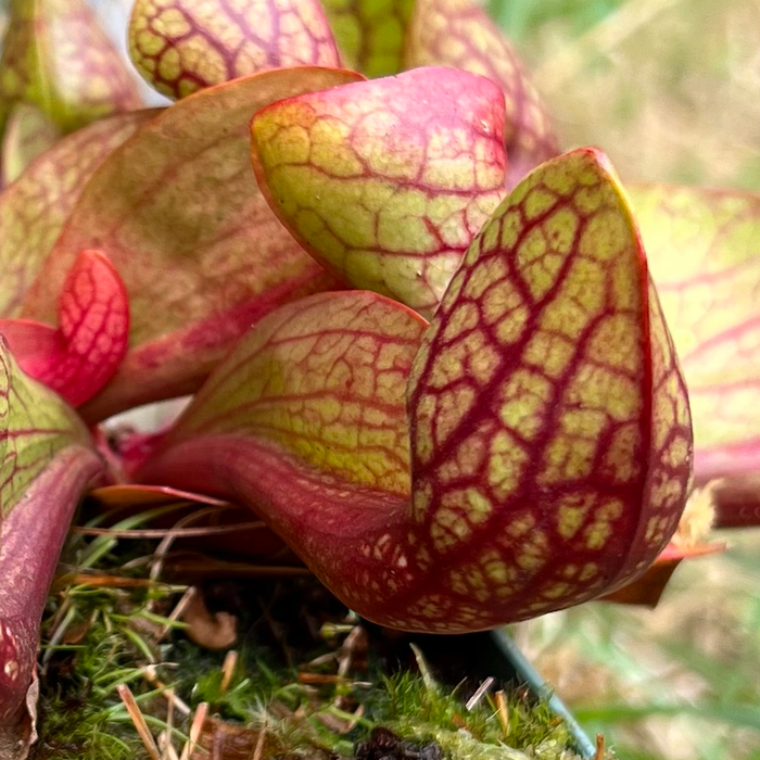 Sarracenia x courtii