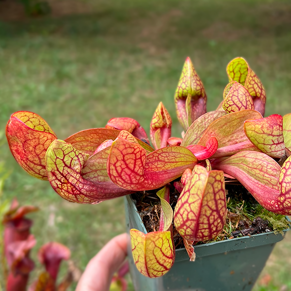 Sarracenia X Courtii