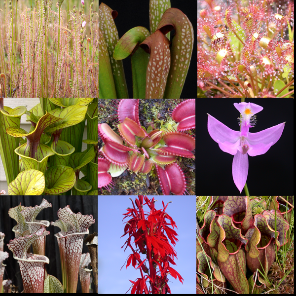 Carnivorous Plant Mix Seeds