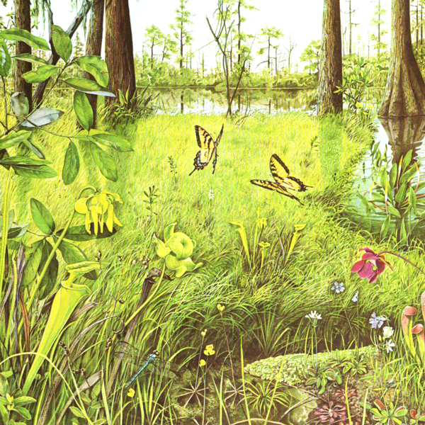 Carolina Swamp Print