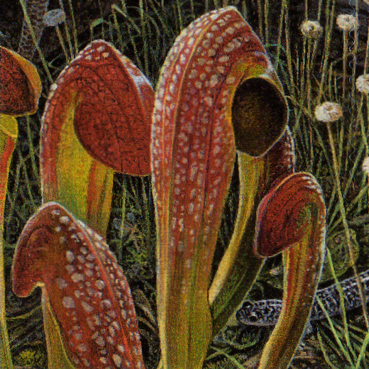 Carnivorous Plant Stamps - Longleaf Pine Forest