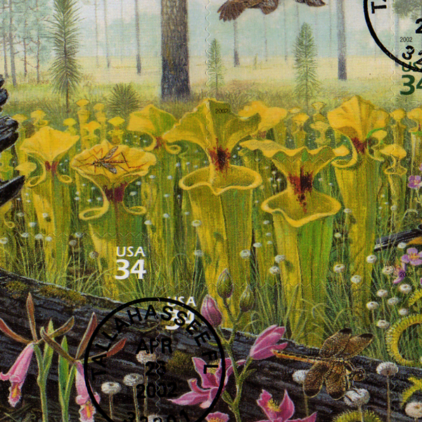 Carnivorous Plant Stamps - Longleaf Pine Forest