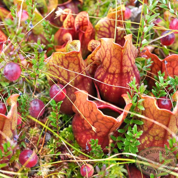 Vaccinium macrocarpus