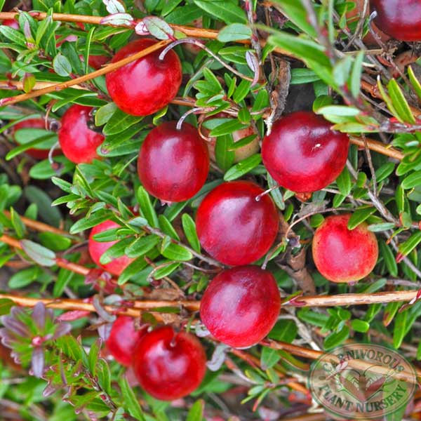 Vaccinium macrocarpus