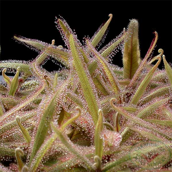 Drosera adelae