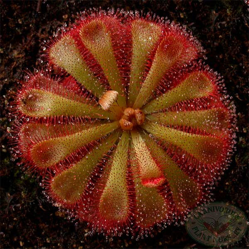 Alice Sundew Seeds | | Carnivorous Plant Nursery