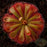 Alice Sundew Seeds | | Carnivorous Plant Nursery