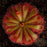 Alice Sundew Seeds | | Carnivorous Plant Nursery
