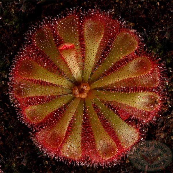Alice Sundew Seeds | | Carnivorous Plant Nursery