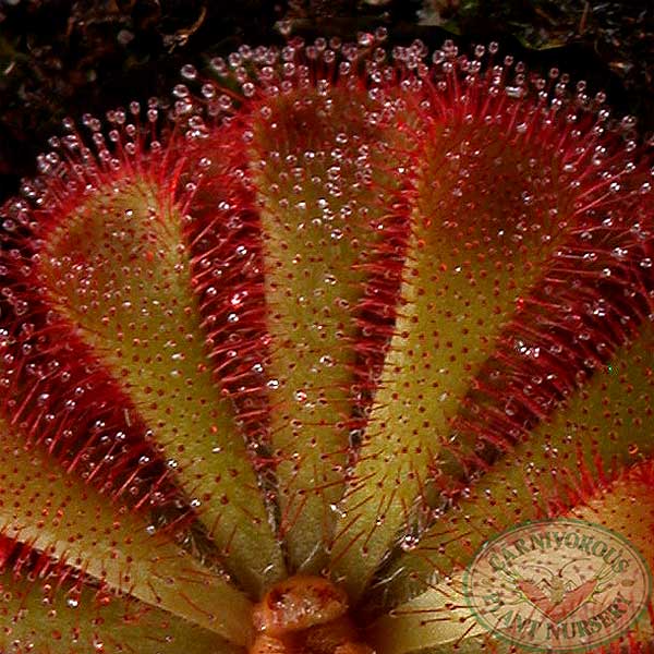Alice Sundew Seeds | | Carnivorous Plant Nursery