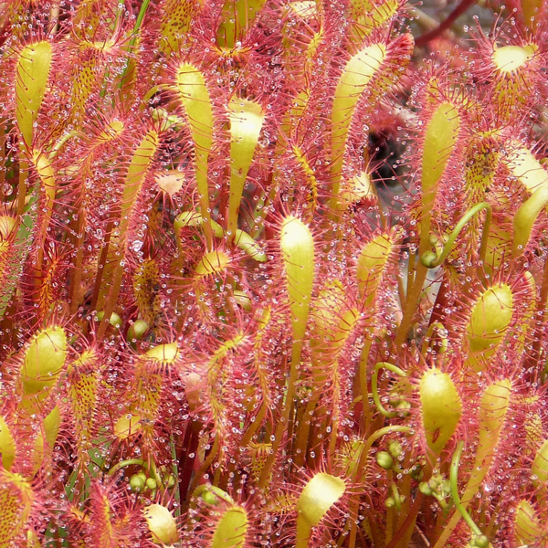 Drosera Anglica