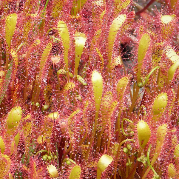Drosera anglica, from wiki commons