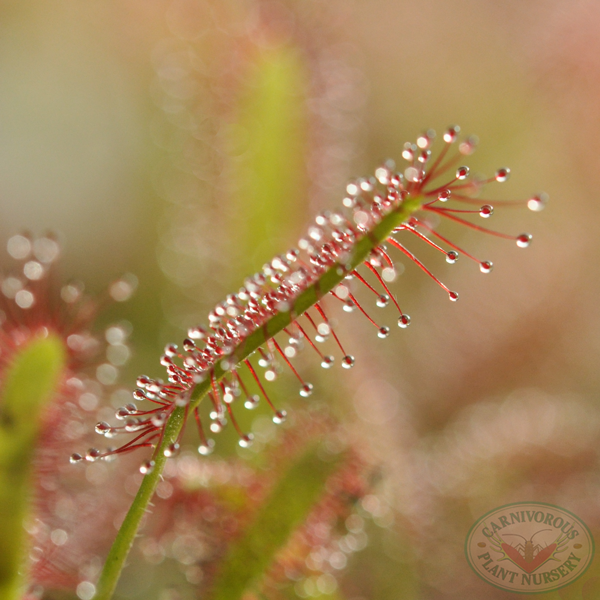 Cape Sundew Seeds For Sale - Capensis
