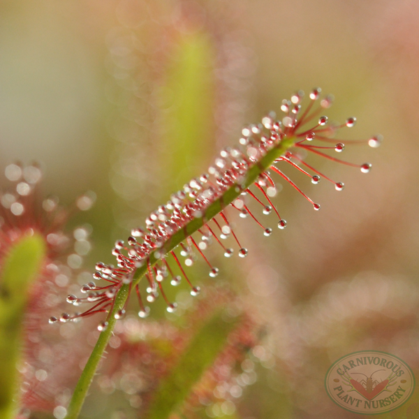 Drosera capensis