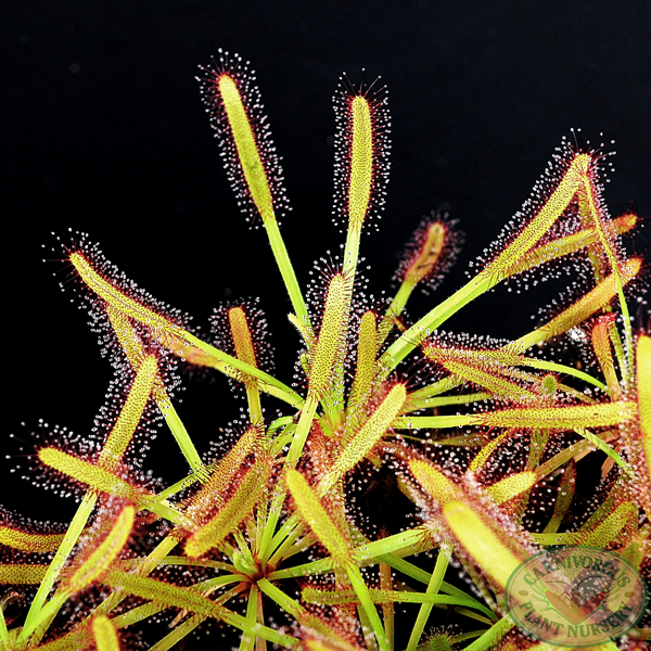 Sundew Roots Class Set - Root Cuttings Sundews