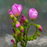 Drosera capillaris flower