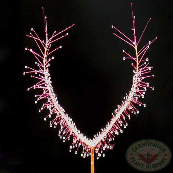 Drosera dichomata red