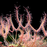 Drosera binata - Small Red Form