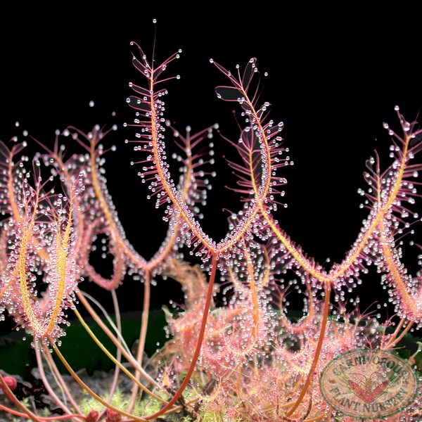 Drosera binata - Small Red Form