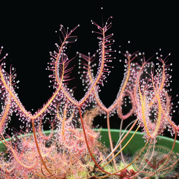 Drosera binata - Small Red Form