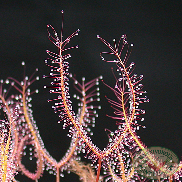 Drosera dichomata red