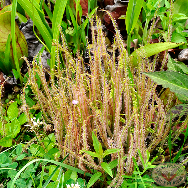 Drosera filiformis filiformis