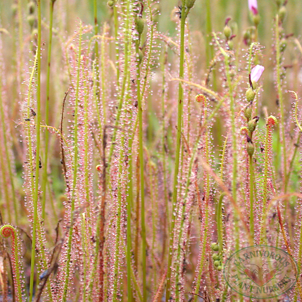 Drosera filiformis filiformis