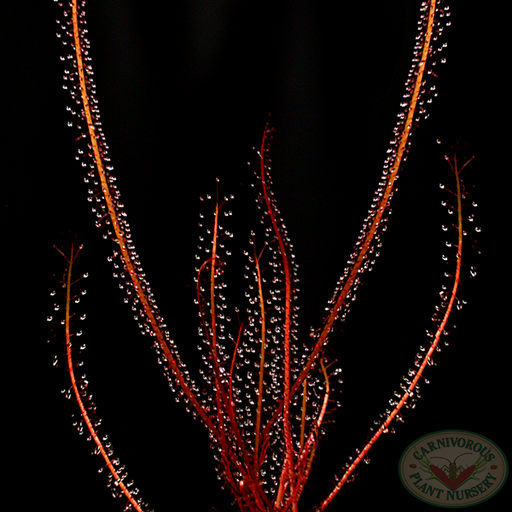 Drosera filiformis filiformis - Red Form