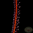 Drosera filiformis filiformis Red Form