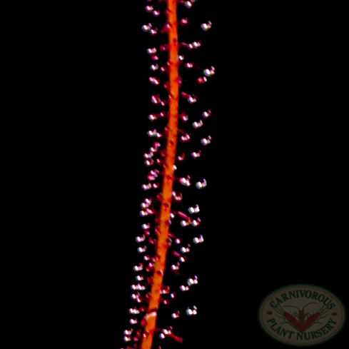 Drosera filiformis filiformis Red Form