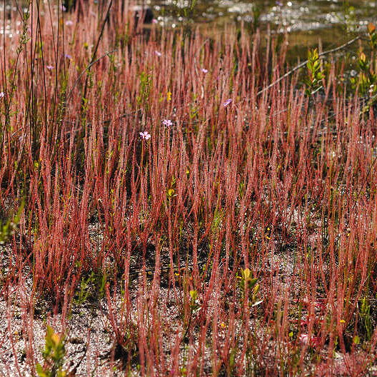 Drosera filiformis filiformis Red Form