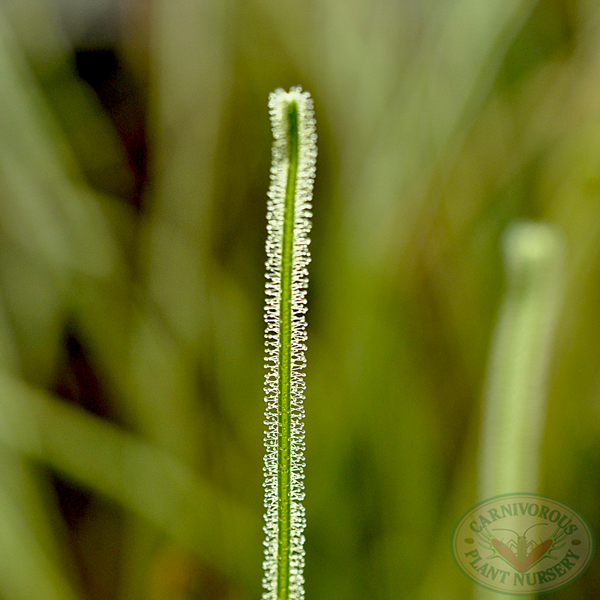 Drosera filiformis tracyi