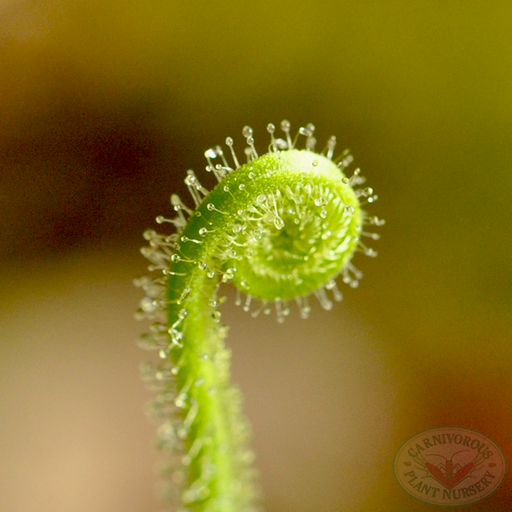 Drosera filiformis tracyi Seeds | | Carnivorous Plant Nursery