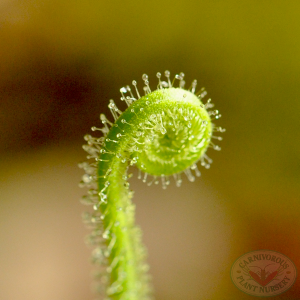 Drosera filiformis tracyi