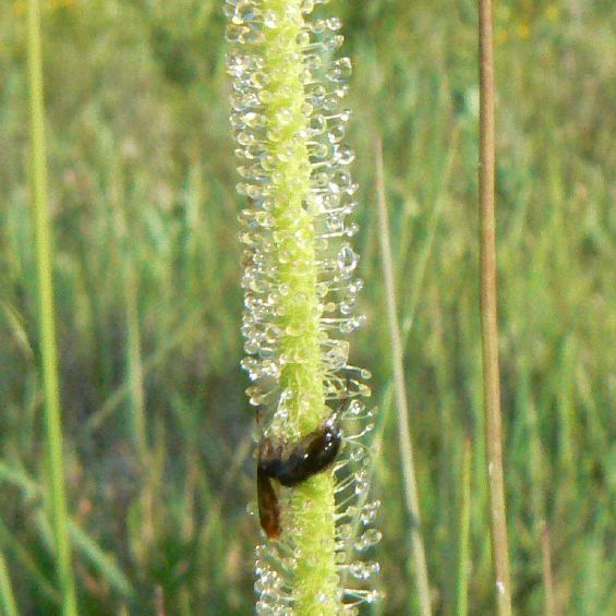 Drosera filiformis tracyi