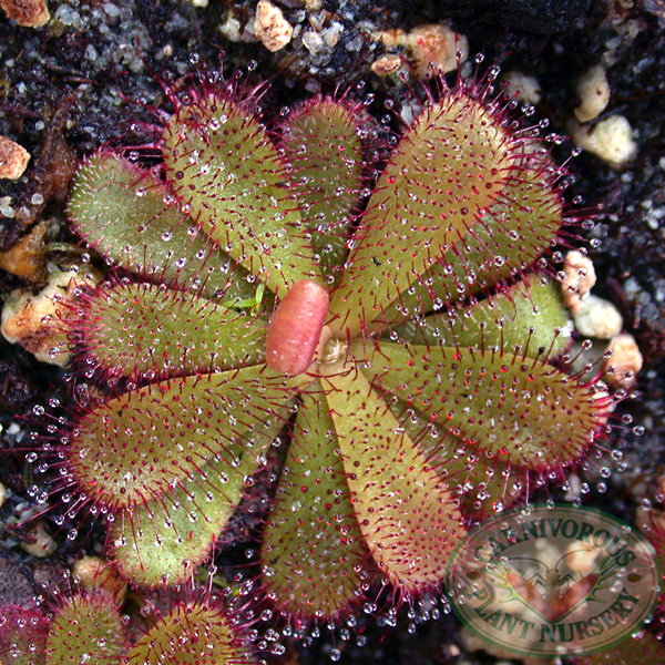 Drosera hamiltonii