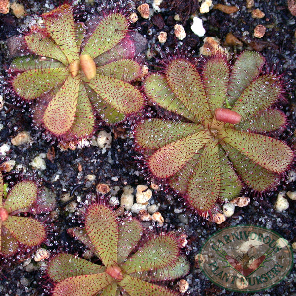 Drosera hamiltonii